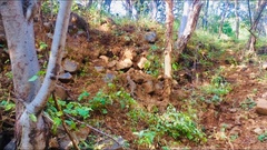 Heloderma horridum