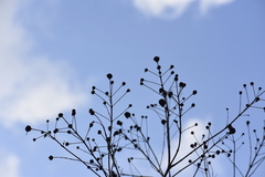 Cephalanthus salicifolius