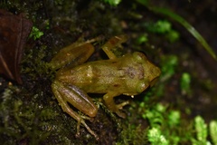 Pristimantis subsigillatus