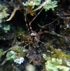 Dicranopalpus gallaecicus