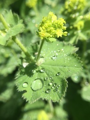 Alchemilla