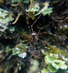 Dicranopalpus gallaecicus