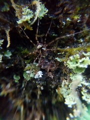 Dicranopalpus gallaecicus