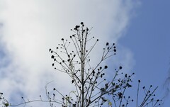 Cephalanthus salicifolius