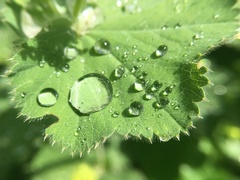Alchemilla