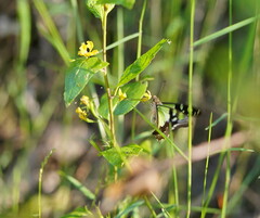 Graphium macleayanus