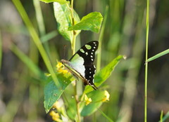 Graphium macleayanus