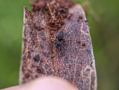 Ischnothele annulata