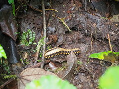 Nyssodesmus python