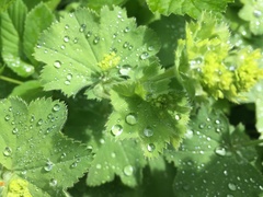 Alchemilla