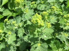 Alchemilla