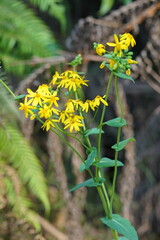 Senecio velleioides