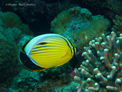 Chaetodon austriacus