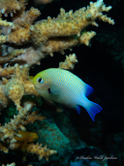 Dascyllus marginatus