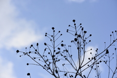 Cephalanthus salicifolius