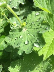 Alchemilla