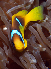 Amphiprion bicinctus