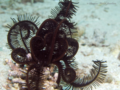 Crinoidea