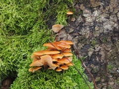 Flammulina velutipes
