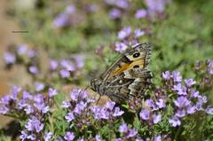 Bituminaria bituminosa