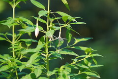 Fuchsia magellanica