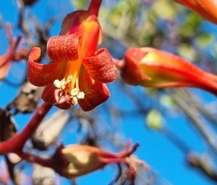 Tylecodon paniculatus