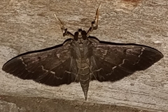 Pilocrocis ramentalis