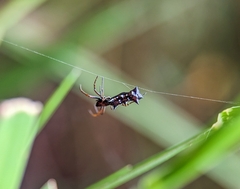 Micrathena swainsoni