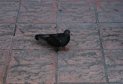 Columba livia domestica