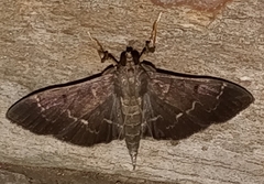 Pilocrocis ramentalis