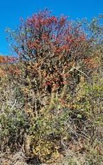 Tylecodon paniculatus