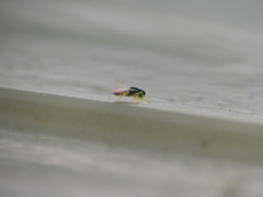 Mesopolobus