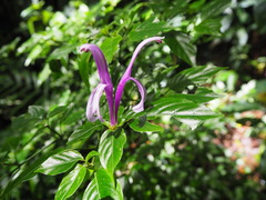 Poikilacanthus macranthus