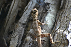 Anolis lemurinus