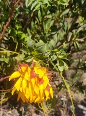 Liparia splendens splendens