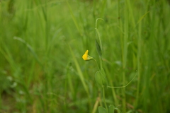 Lathyrus aphaca