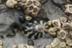 Cellana strigilis