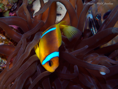 Amphiprion bicinctus