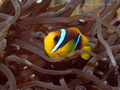 Amphiprion bicinctus