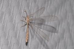 Neuroleon arenarius