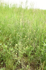 Sisymbrium orientale