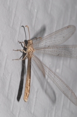 Neuroleon arenarius