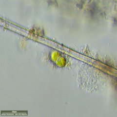 Desmococcus