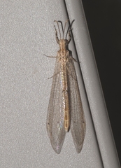 Neuroleon arenarius