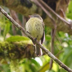 Phyllomyias fasciatus