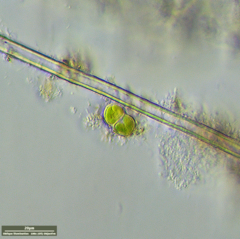 Desmococcus