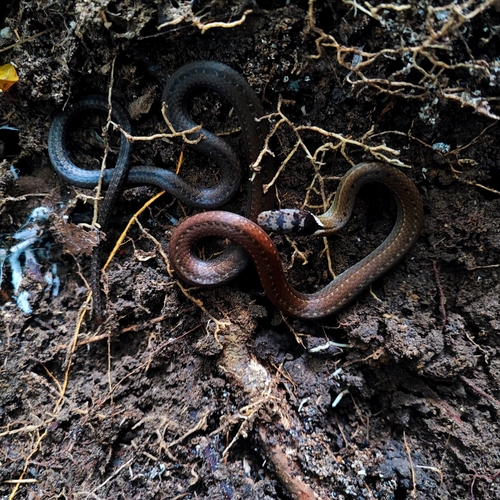 Triangle Many-tooth Snake, Sibynophis triangularis