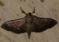 Pilocrocis ramentalis