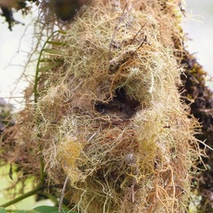 Camptostoma obsoletum