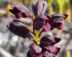 Eulophia ustulata